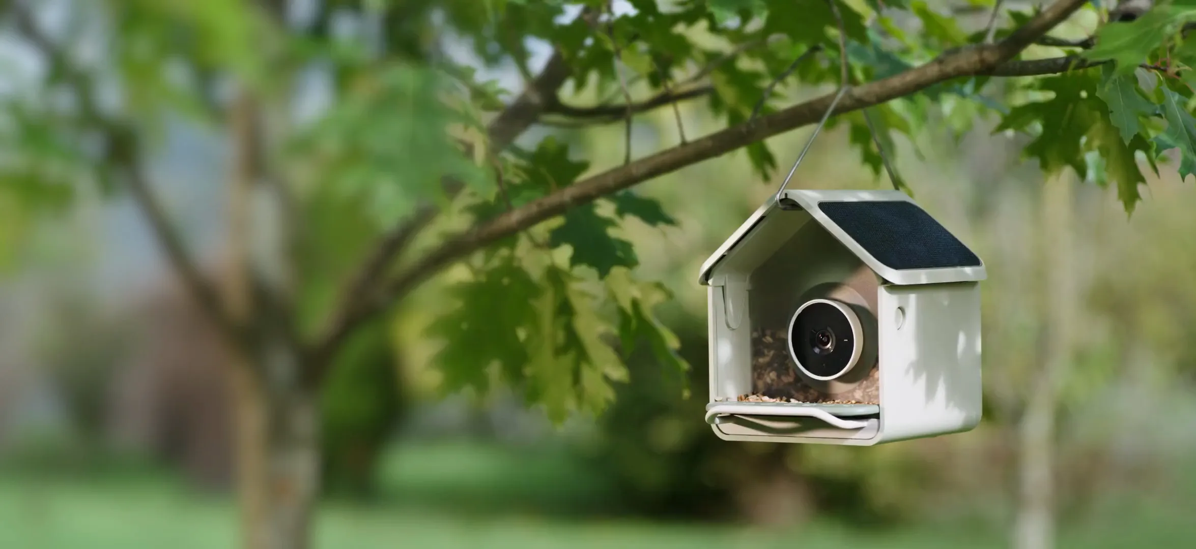 Birdbuddy Nook smart bird feeder with camera hanging among green leaves, featured in a WordPress WooCommerce case study